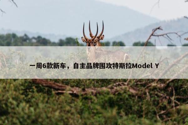 一周6款新车，自主品牌围攻特斯拉Model Y