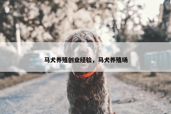 马犬养殖创业经验，马犬养殖场