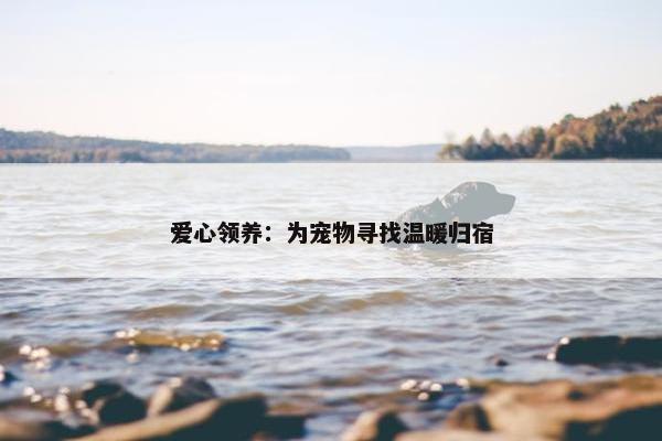 爱心领养：为宠物寻找温暖归宿